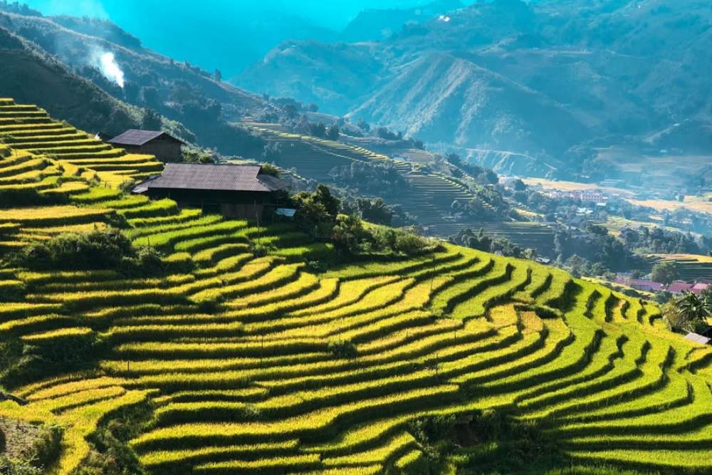 שדות אורז טרסיים בסאפה